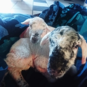 Clinique vétérinaire Laloubère - Tarbes animaux de ferme - moutons