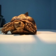 Clinique vétérinaire Laloubère - Tarbes tortues